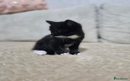 Mixed Breed cats for sale: Sweet Kitties - Image 7