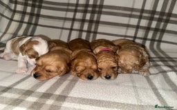 Cavapoo dogs for sale: Cavapoo pups  - Image 1