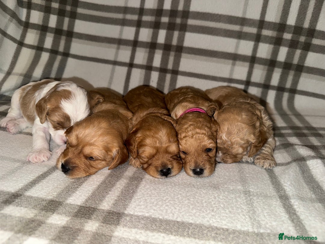 Cavapoo dogs for sale: Cavapoo pups  - Image 1