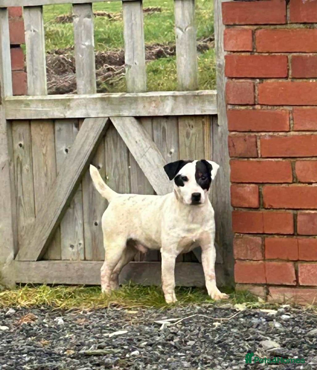 Mixed Breed dogs for sale: 6 Lakeland x Russell puppies  - Advert 18