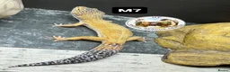 Gecko reptiles for sale: Large selection of lizards available for rehome - Advert 9