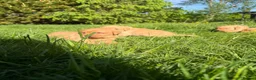 Labrador Retriever dogs for sale: Fox Red Labrador  - Advert 15