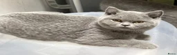 British Shorthair cats for sale: PEDIGREE BRITISH SHORTHAIR BLUE KITTENS - Advert 5