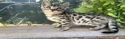 Bengal cats for sale: Stunning full marbled Bengal - Advert 26