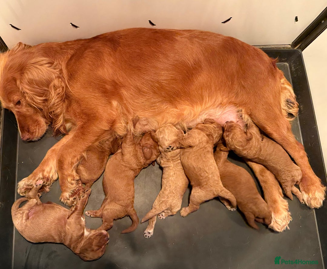 Cockapoo dogs for sale: F1 Cockapoo Puppy - Image 5