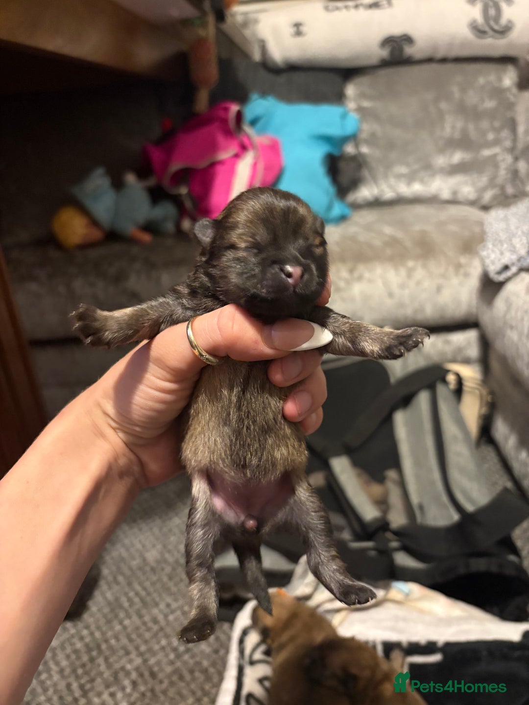 Pomeranian dogs for sale: Adorable Pomeranians - Advert 11