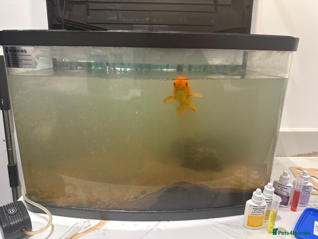 Loaches fish for sale: Urgent Rehoming – Common Goldfish & Dojo Loach  - Advert 2