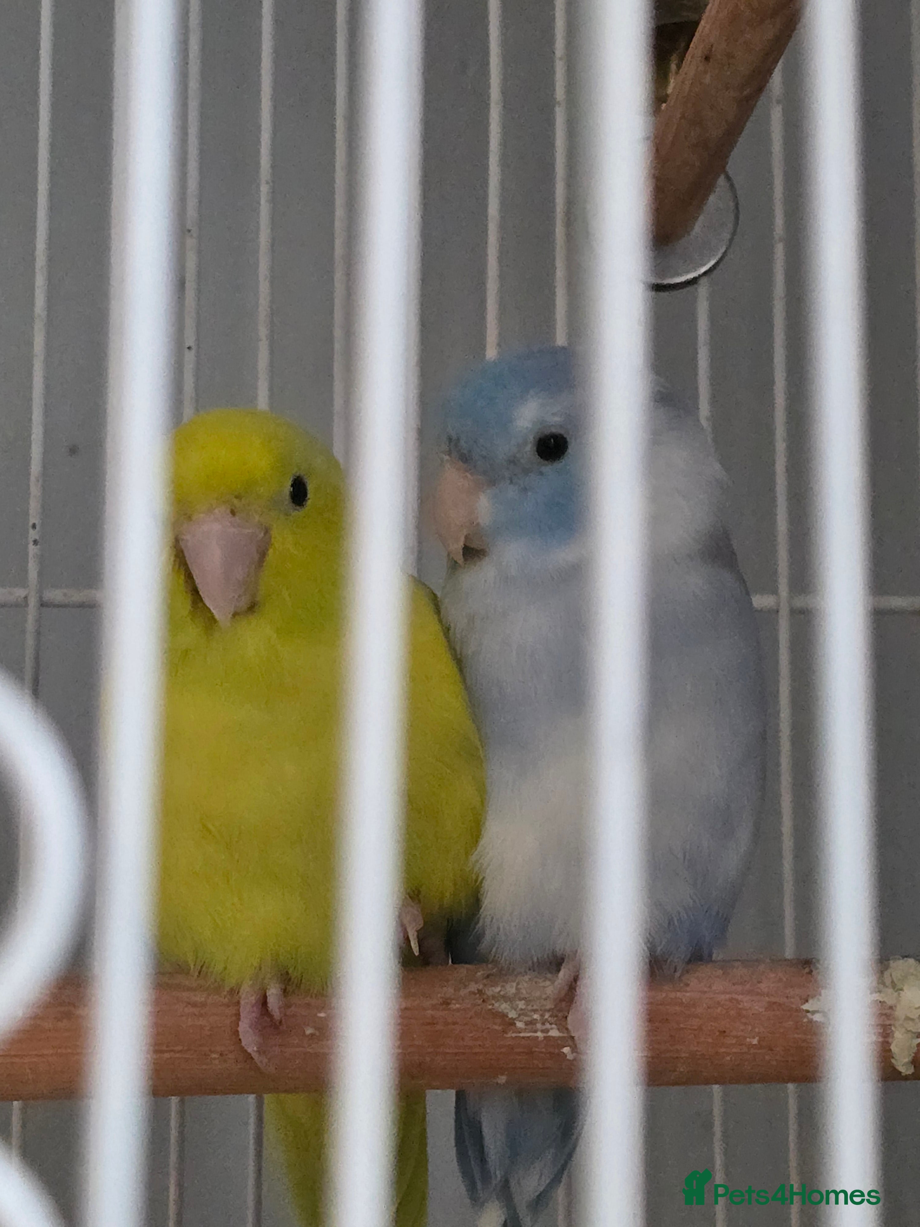 Parrots birds Cute pair of parrolets - Advert 2