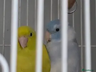 Parrots birds Cute pair of parrolets - Advert 2