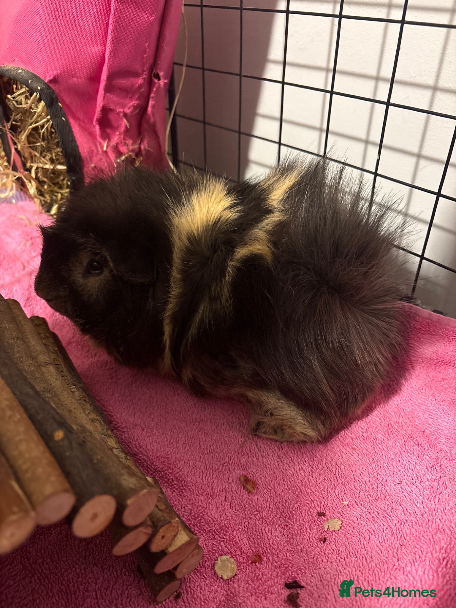 Guinea Pig rodents Male guinea pig  - Advert 1