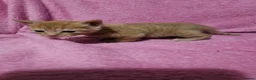 Mixed Breed cats for sale: Persain X Domestic Available  - Advert 21