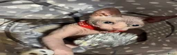 Sphynx cats for sale: Beautiful Sphynx Boy  - Advert 4