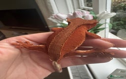 Gecko reptiles for sale: Crested gecko - Image 6
