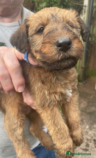 Gallery Image {{count}}