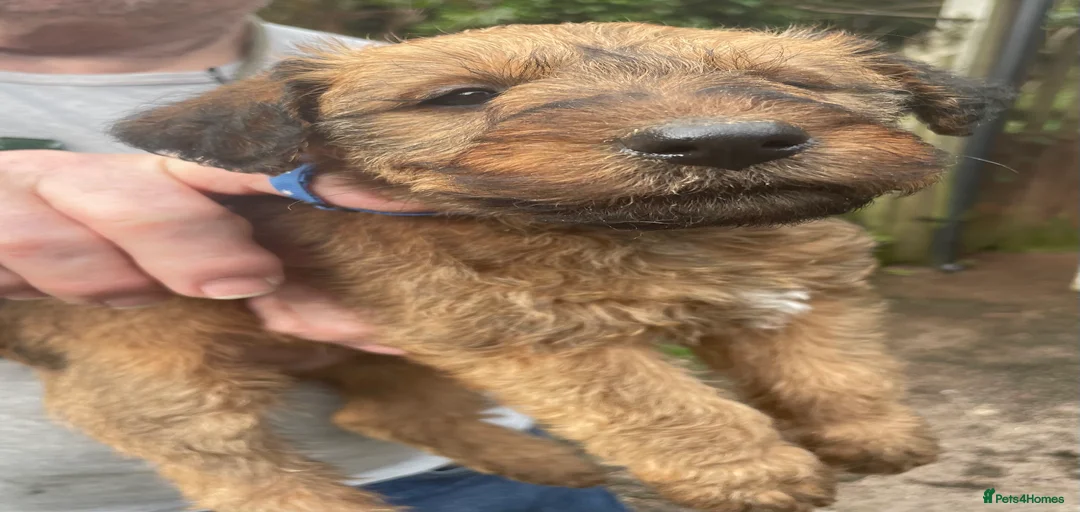 Gallery Image {{count}}