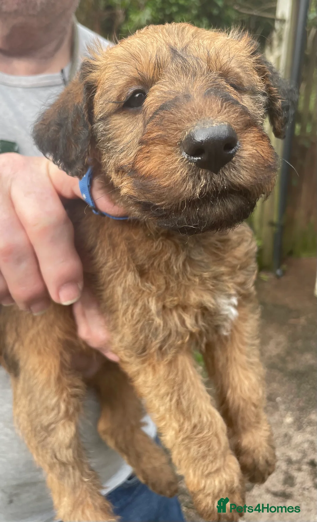 Gallery Image {{count}}