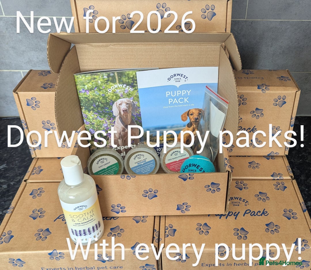 German Shepherd dogs for sale: Beautiful KC German Shepherd Puppies health tested - Image 32
