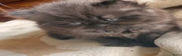 British Shorthair cats for sale: Plush rainbow litter of BSH x SF for viewing  - Advert 13