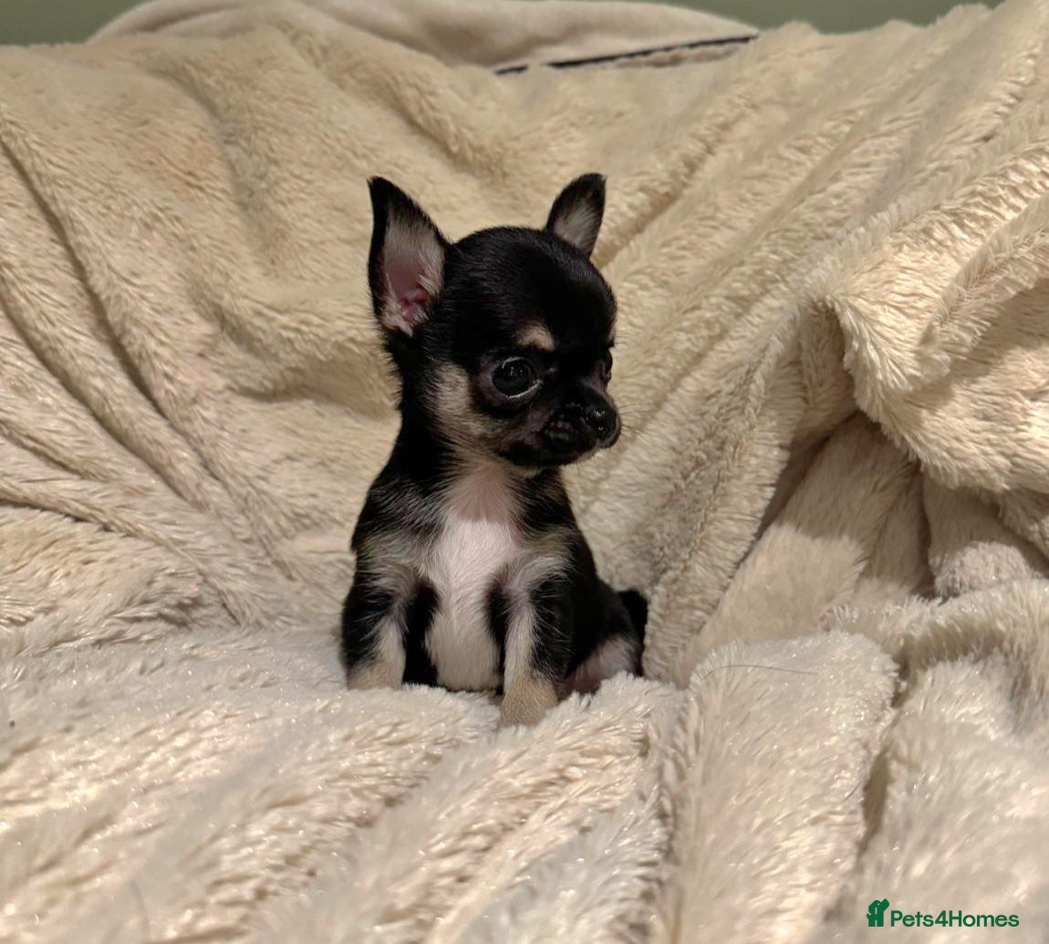 Chihuahua dogs Chihuahua Puppies 💜 - Advert 4