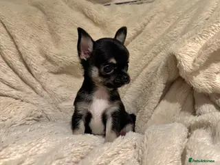 Chihuahua dogs Chihuahua Puppies 💜 - Advert 4