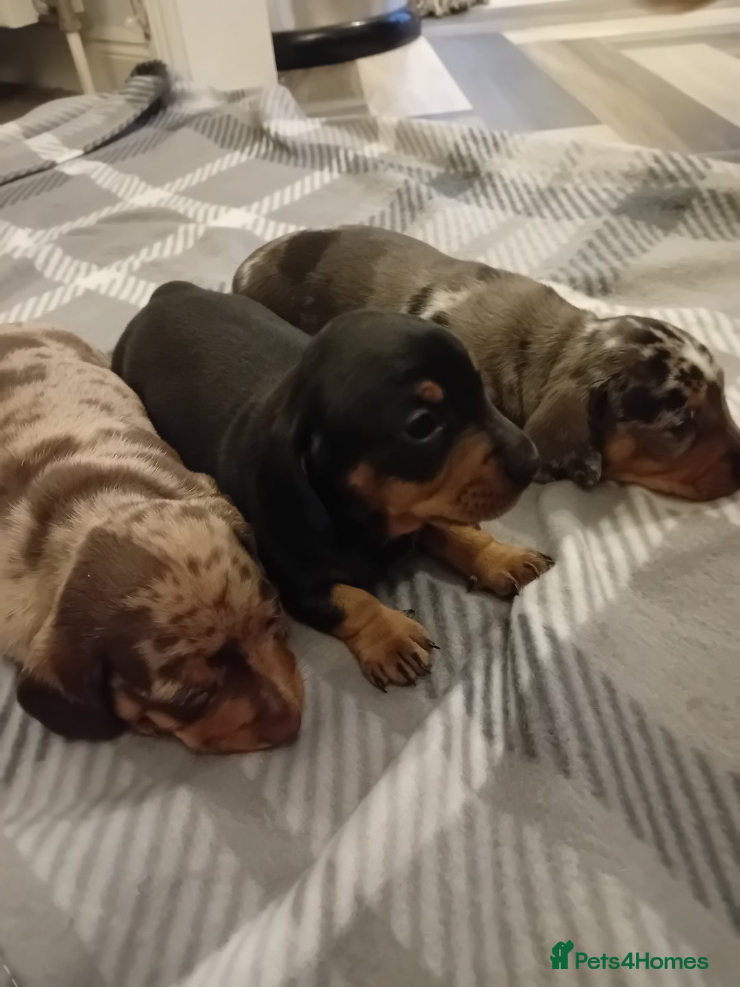 Dachshund dogs for sale: 3 beautiful dachshund puppies  - Advert 8