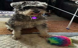 Miniature Schnauzer dogs for sale: Miniature Schnauzer Pups (White & Salt’n’Pepper) - Image 3