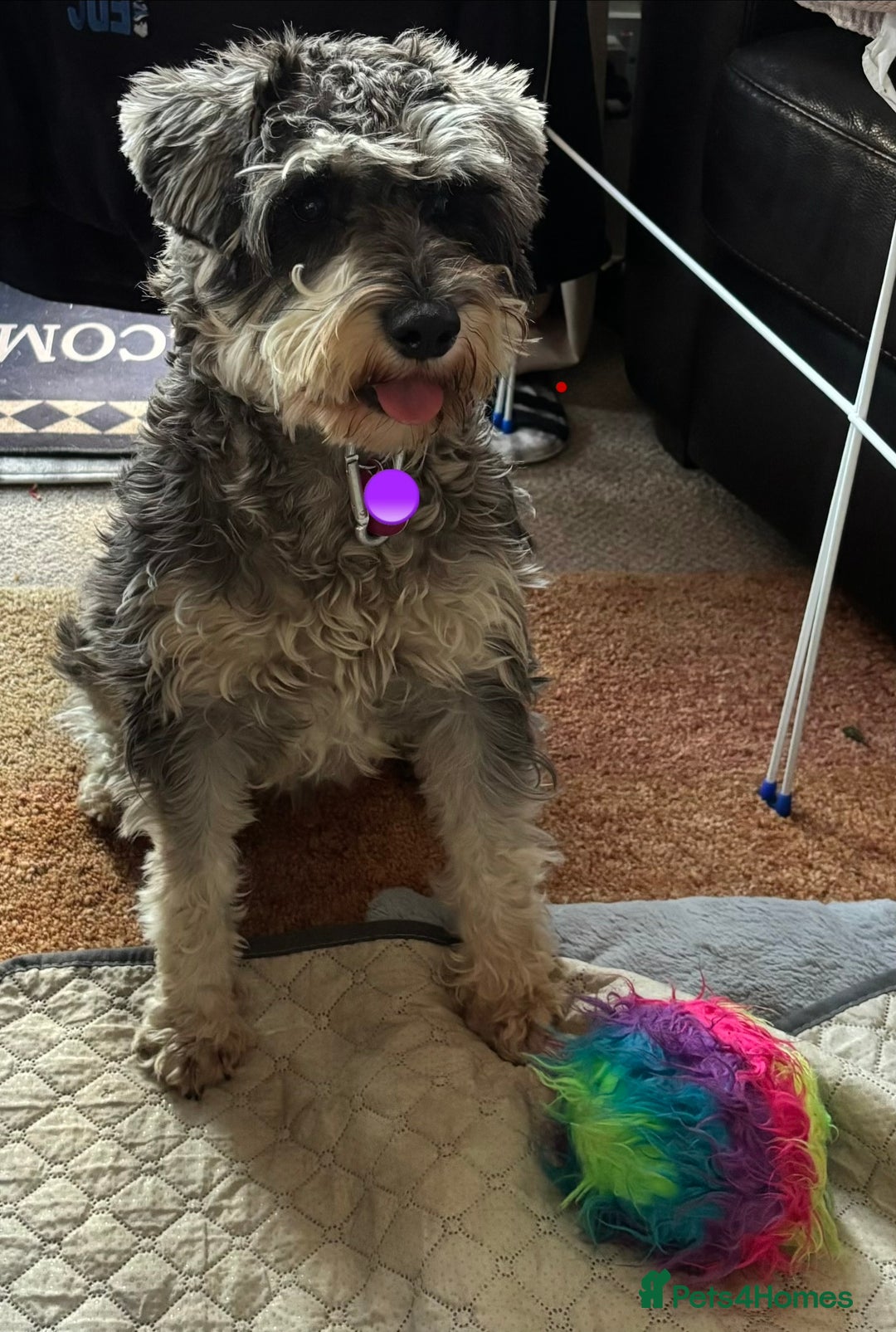 Miniature Schnauzer dogs for sale: Miniature Schnauzer Pups (White & Salt’n’Pepper) - Image 3