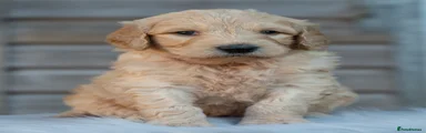 Goldendoodle 6