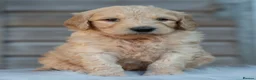 Goldendoodle dogs for sale: QUALITY F1 GOLDENDOODLE PUPPIES🌟 - Advert 9