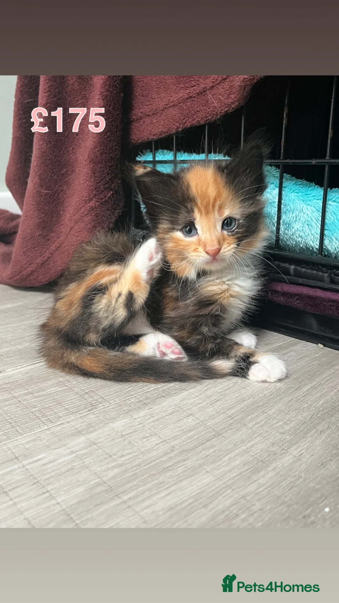 Mixed Breed cats for sale: Beautiful kittens for sale🥰❤️ - Advert 2