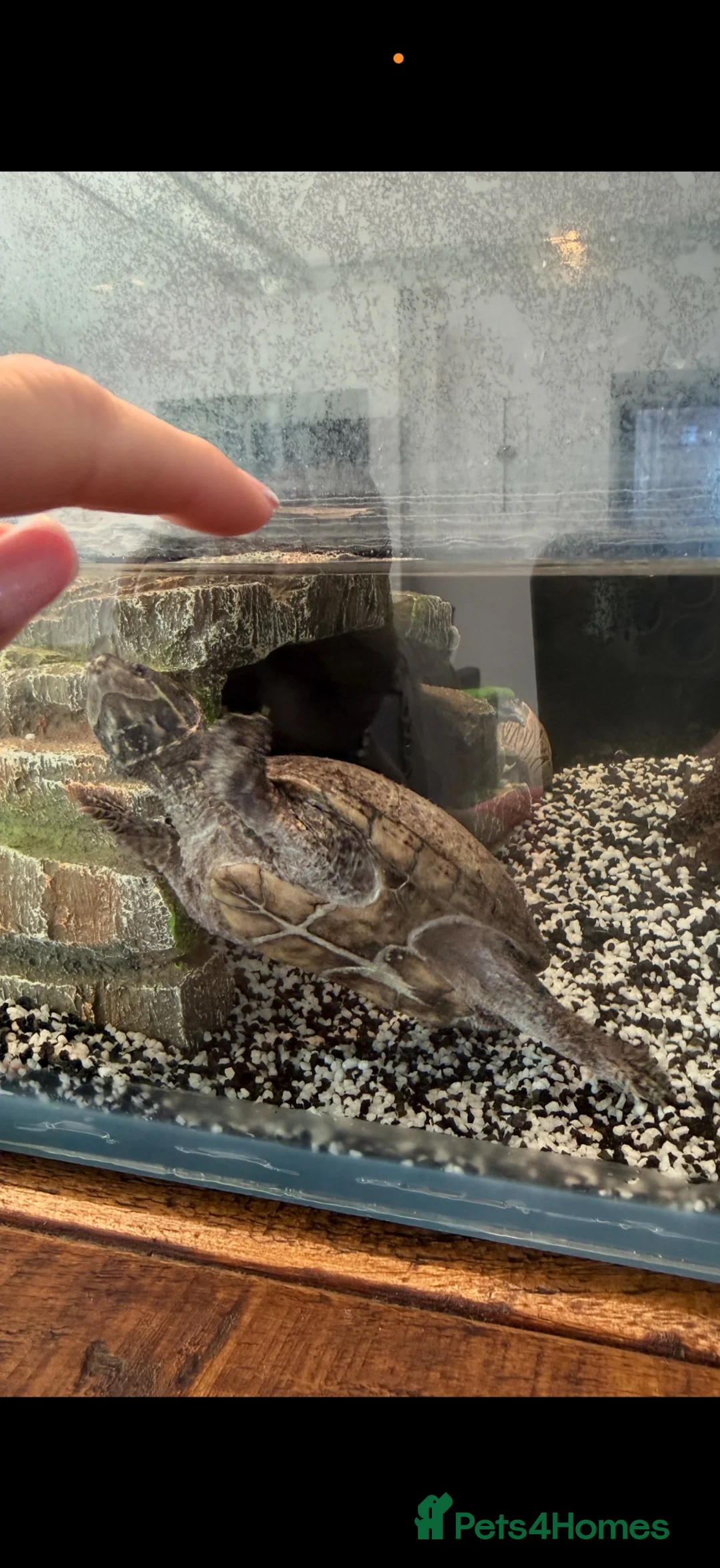 Turtle reptiles for sale: 2x musk turtles  - Advert 2