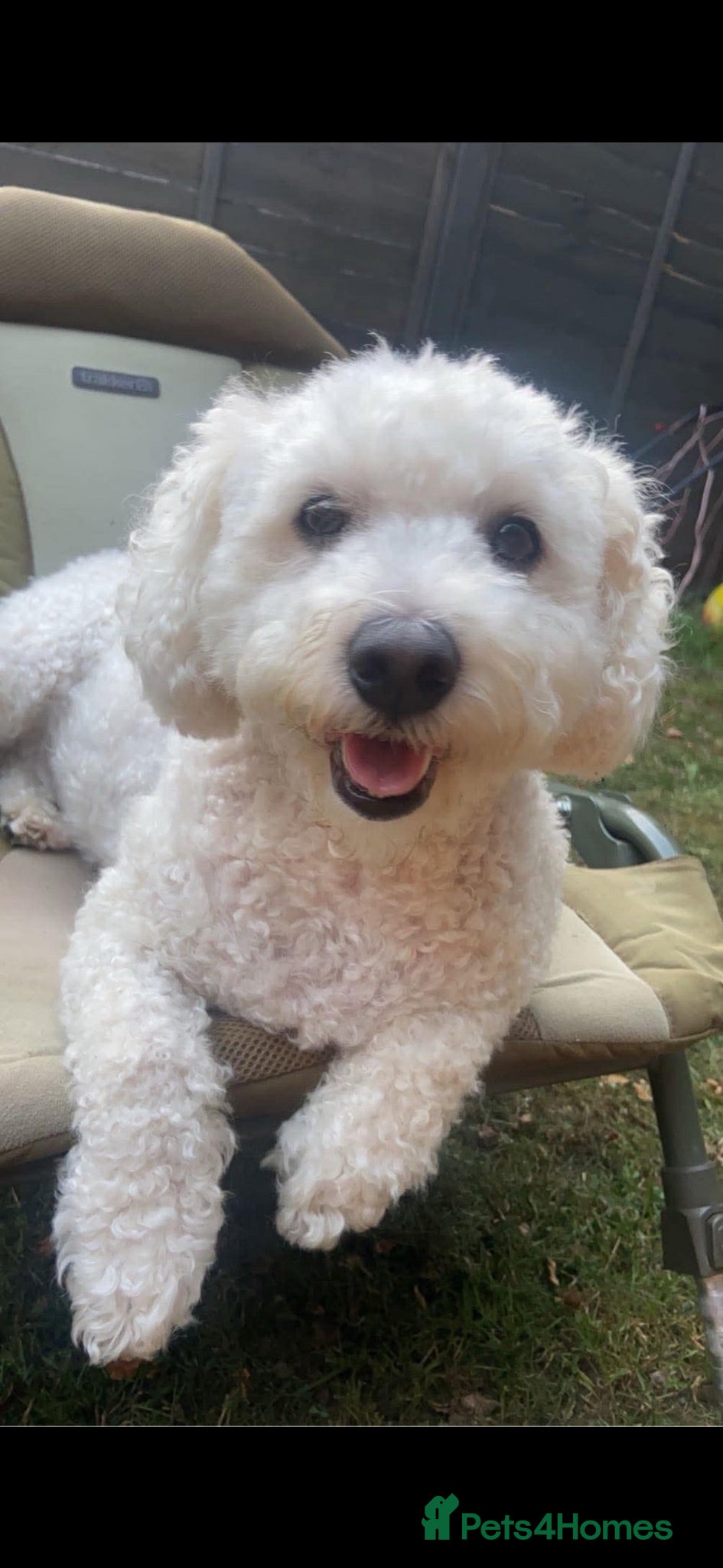 Bichon Frise dogs Beautiful bichon frise boy  - Advert 14