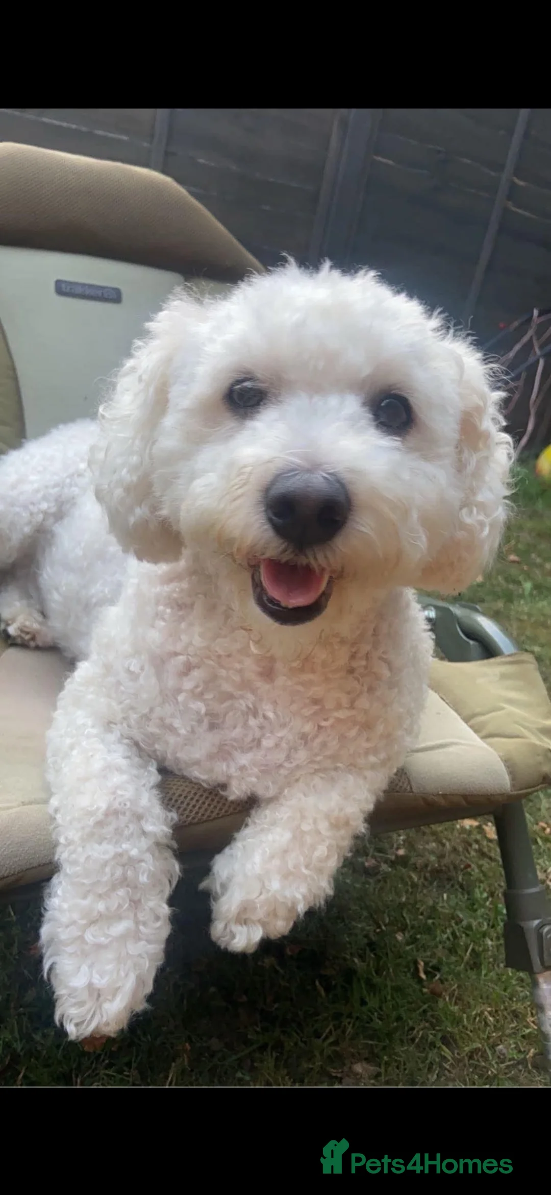 Bichon Frise dogs for sale: Beautiful bichon frise boy  - Advert 1