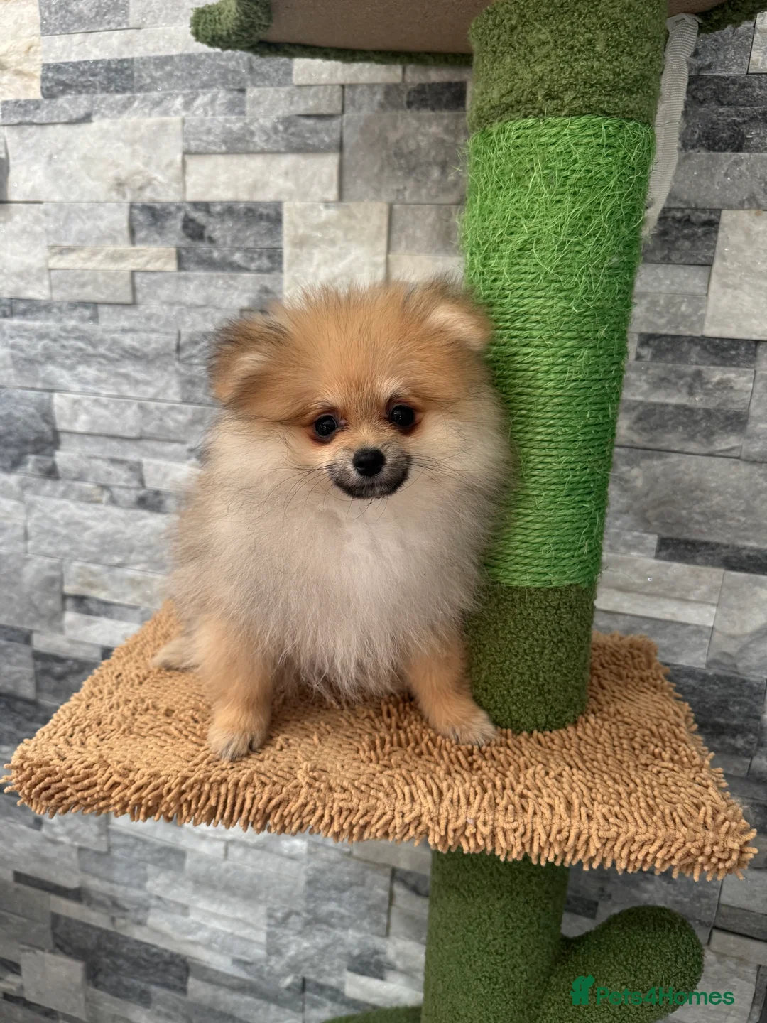 Pomeranian dogs for sale: KC registered boy! - Advert 16