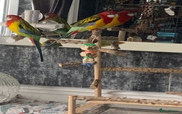 Parakeets birds for sale: 2 golden mantle rosellas with cage - Image 5
