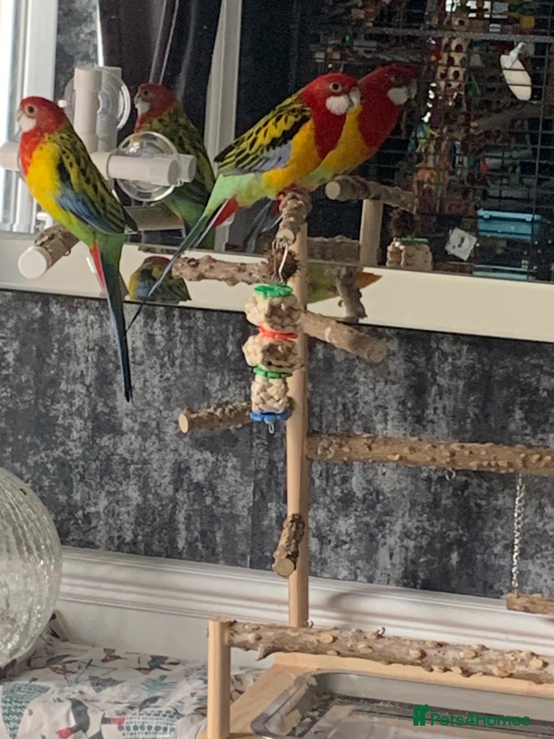 Parakeets birds for sale: 2 golden mantle rosellas with cage - Image 5
