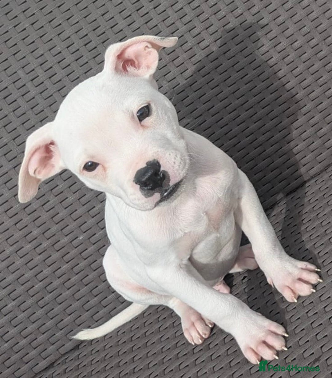 Mixed Breed dogs for sale: Chase is a gorgeous Ambull x puppy - Image 2