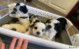 Mixed Breed dogs for sale: Cockapoo x Maltese (Maltipoo) - Image 5