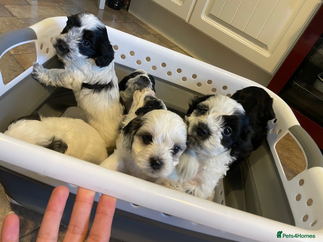 Mixed Breed dogs for sale: Cockapoo x Maltese (Maltipoo) - Image 5