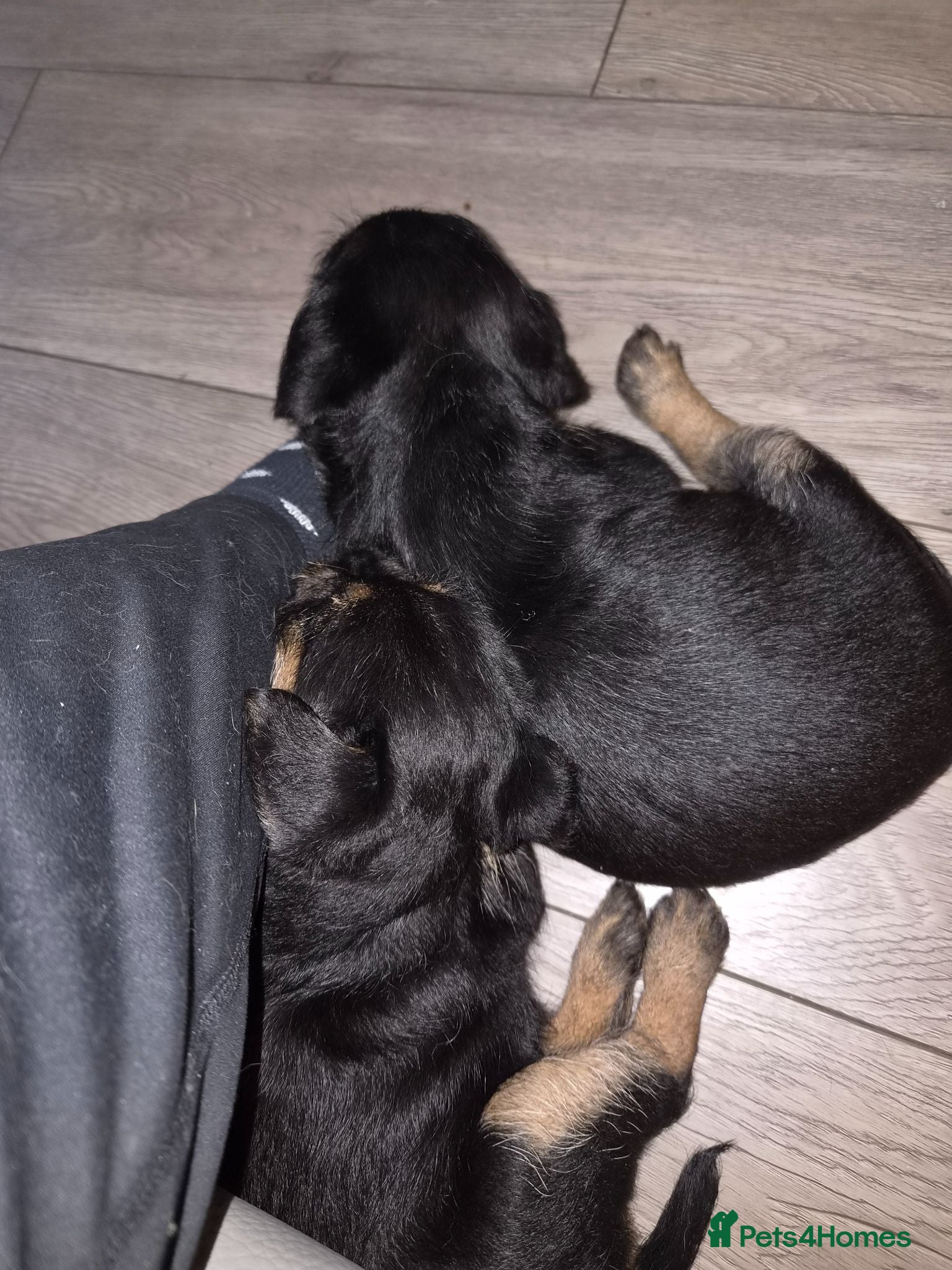 Border Terrier dogs Slem clear KC registered border terrier puppies - Advert 2
