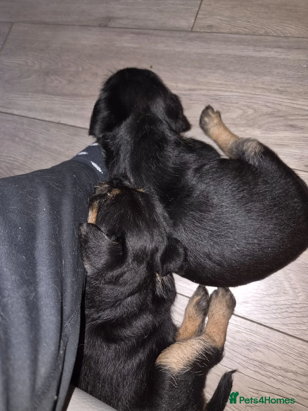 Border Terrier dogs for sale: Slem clear KC registered border terrier puppies - Advert 2