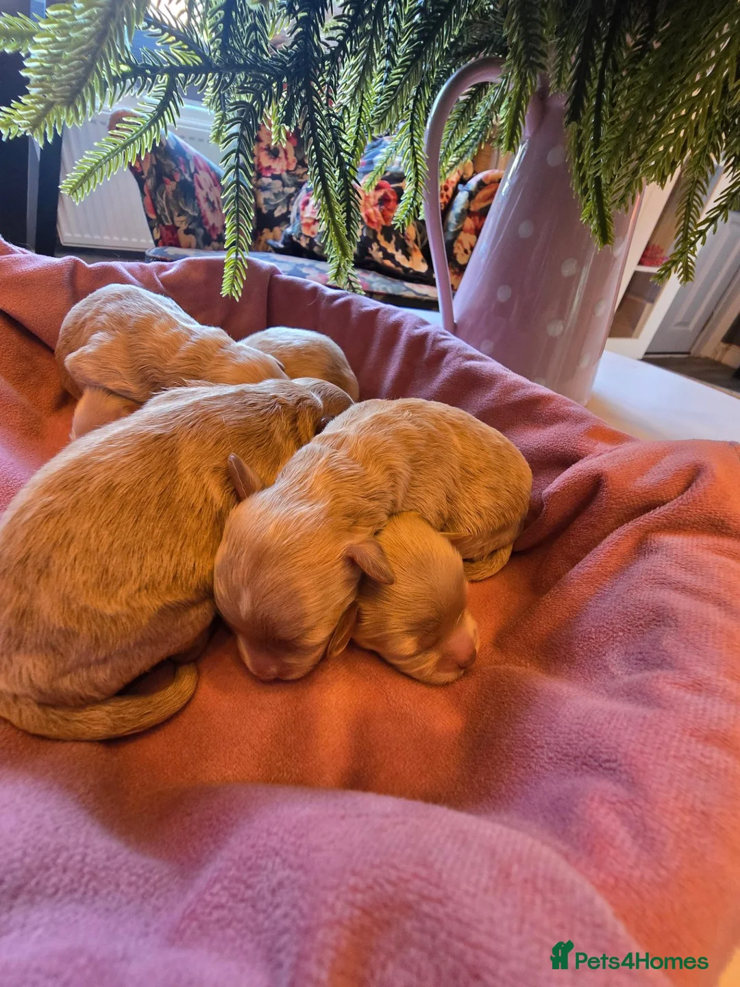 Maltipoo dogs for sale: Lovely Maltipoo looking for a forever home. 🏡 💛 - Advert 2