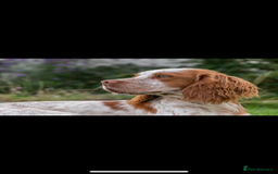 Cocker Spaniel dogs for sale: Cocker Spaniel Puppies ready 22nd October  - Image 18