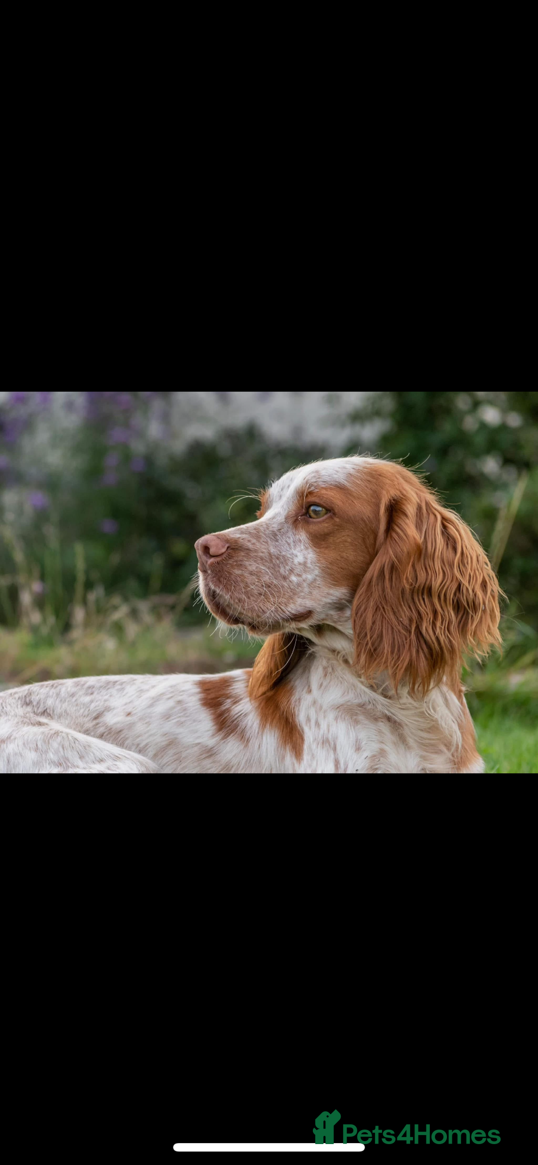 Cocker Spaniel dogs for sale: Cocker Spaniel Puppies ready 22nd October  - Image 18