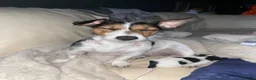 Jack Russell dogs for sale: Stunning Jack Russell puppies - Advert 21