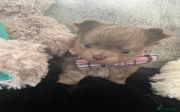 Chihuahua dogs for sale: Beautiful lilac boys  - Image 6