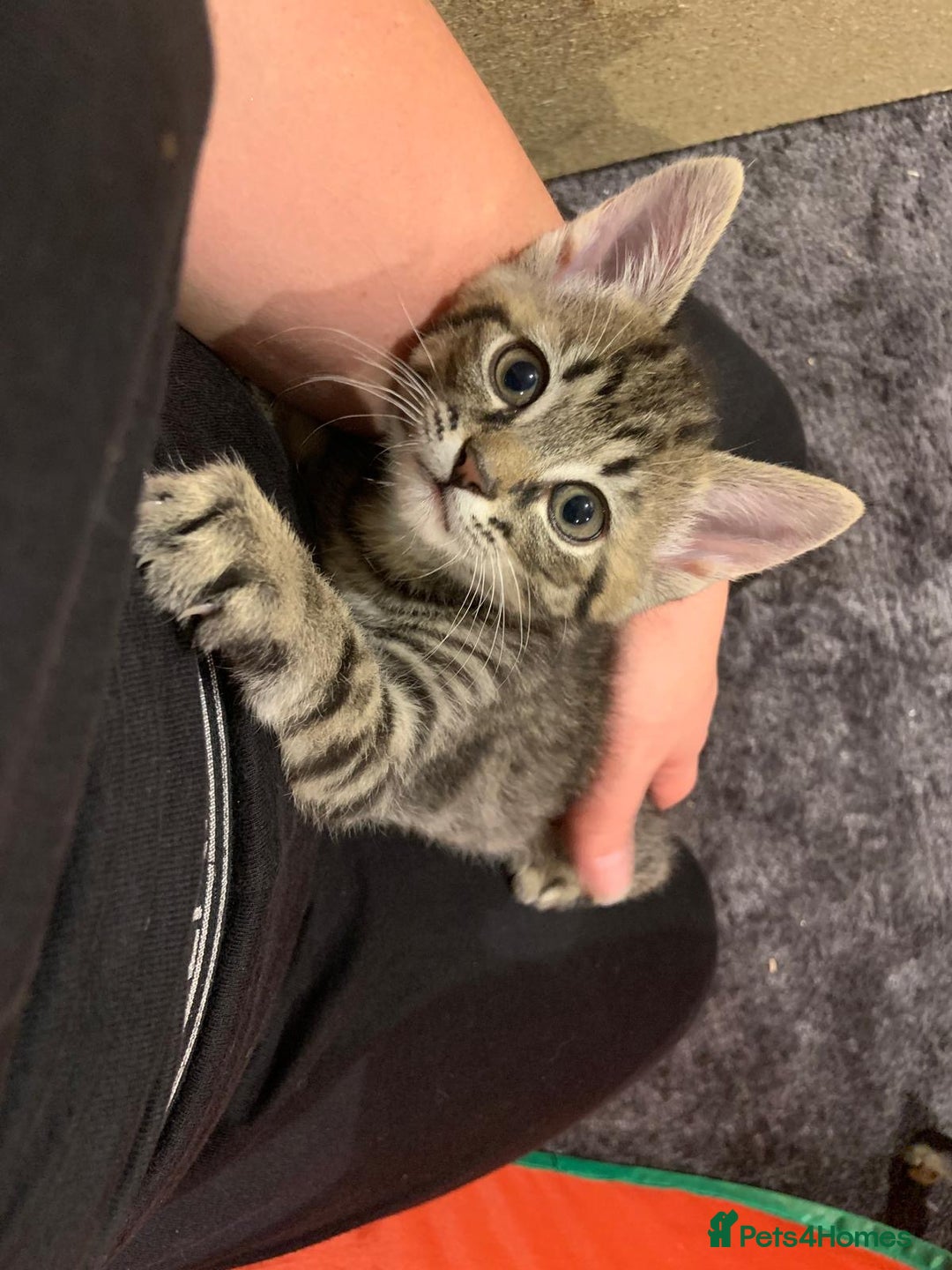 Mixed Breed cats for sale: Siberian x British Shorthair Kittens 💞 - Image 38