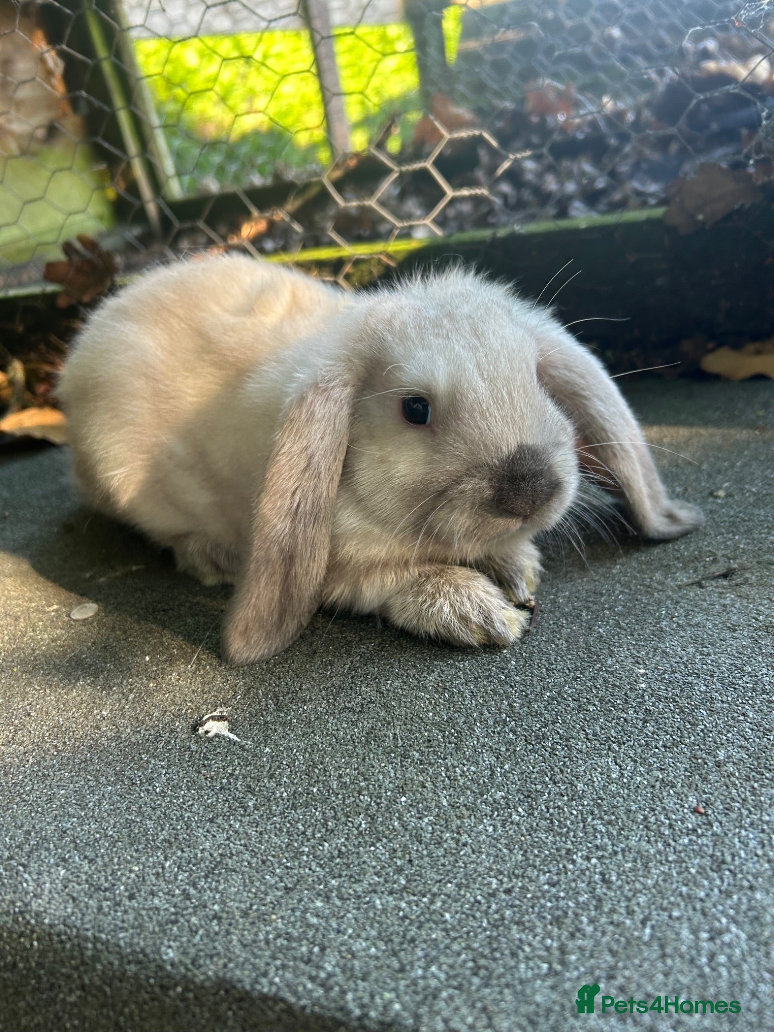 Mini Lop rabbits 5 beautiful mini lops  - Advert 1