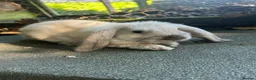 Mini Lop rabbits for sale: 5 beautiful mini lops  - Advert 1