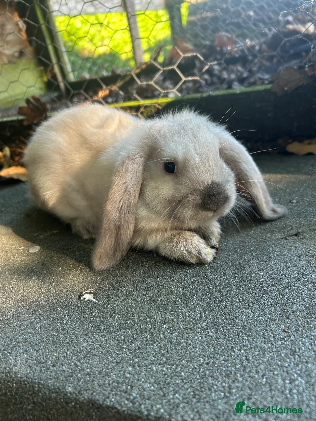 Mini Lop rabbits for sale: 5 beautiful mini lops  - Advert 1